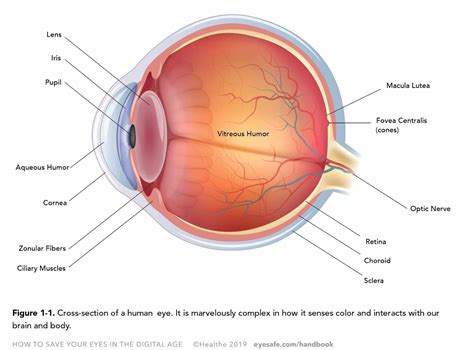 Chapter A Close Look At Our Eyes Eyesafe