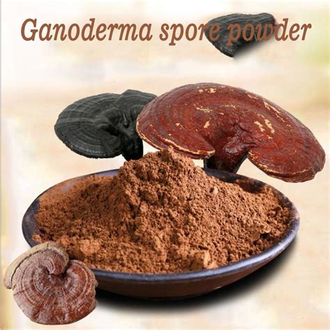 100 Natural Organic Reishi Mushroom Ganoderma Lucidum Fruit Root