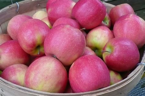 Pink Lady Apples