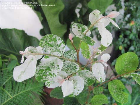 Plantfiles Pictures Breynia Species Snow Bush Snow On The Mountain