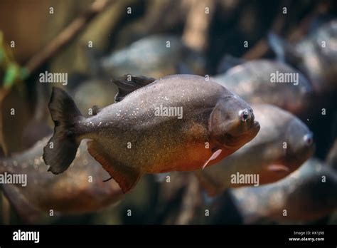 Red Bellied Piranha Or Red Piranha Fish Pygocentrus Nattereri Swimming