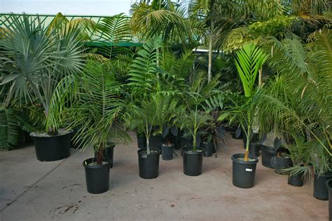 Palm Tree Cycad And Tropical Plant Nursery San Diego Ca