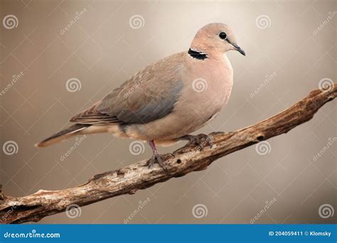 The Ring Necked Dove Streptopelia Capicola Or The Cape Turtle Dove Or