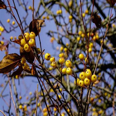 Yellow Berry Fruit