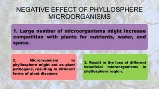 PHYLLOSPHERE MICROORGANISMS BY PRANZLY Ppt