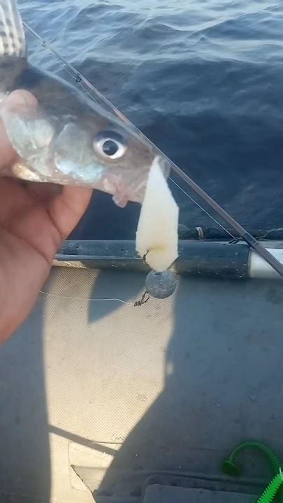 Зачем нужна поролонка на судака #fishing #рыбалка - YouTube
