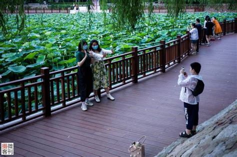 郑州紫荆山公园荷花盛开霸屏夏日，市民不惧高温桑拿天前来打卡 财经头条