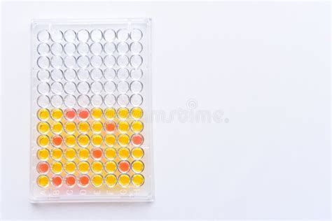 Enzyme Linked Immunosorbent Assay Or Elisa Plate Stock Photo Image Of