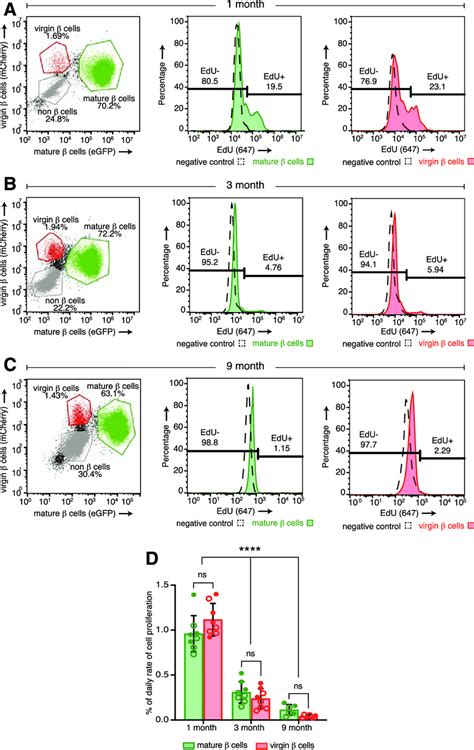 Rgin B Cell Proliferation Declines With Age At Rates Similar To Those