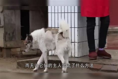 不管是宠物犬还是田园犬，为什么“狗改不了吃屎”，看完涨知识了