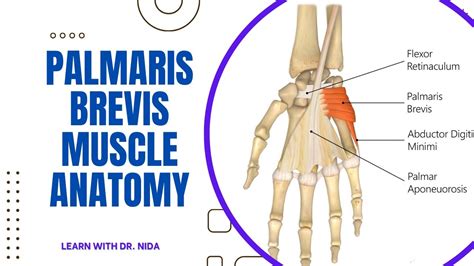 Palmaris Brevis Muscle Anatomy Anatomy Lecture Series Youtube