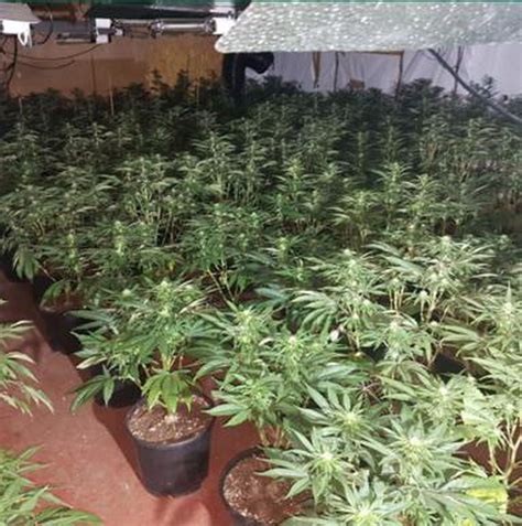 Huge £1m Cannabis Factory Discovered During Major Police Raid In Smethwick Express And Star