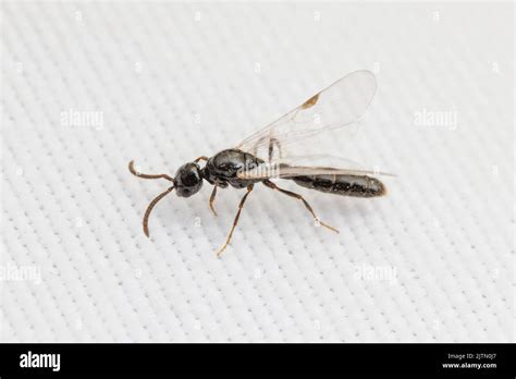 Cerapachyine Armeeameisen Fotos Und Bildmaterial In Hoher Aufl Sung