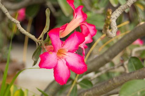 Pink Desert Rose Flower Adenium Obesum Stock Photo Image Of Head