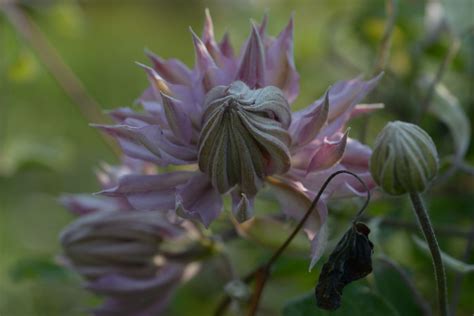 Violet Elizabeth Clematis Violet Elizabeth Online Kaufen