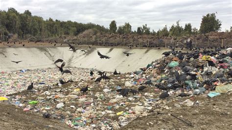 Podr An Trasladar A Puerto Varas Basura Descompuesta Del Vertedero De