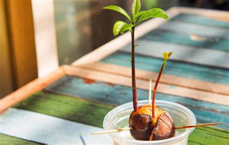 Easy Ways To Grow Avocado Plant From Seed Slick Garden