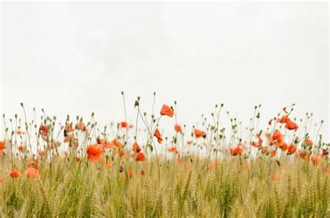 Differenza Tra Cosmetici Naturali E Biologici Plantadea