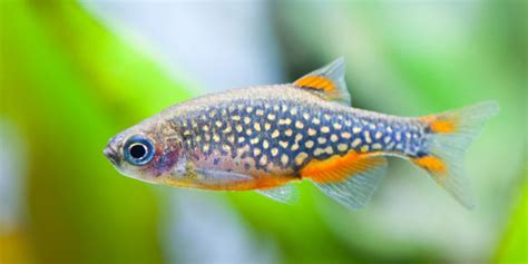 7 Jenis Ikan Kecil Terbaik Untuk Akuarium Kecil Di Rumahmu Pintarpet