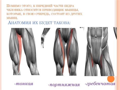 Упражнения для портняжной гребенчатой и приводящей мышц бедра - фото ...