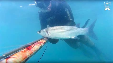 Pesca Sub Tre Pesci Nel Difficile Torbido Settembre Youtube