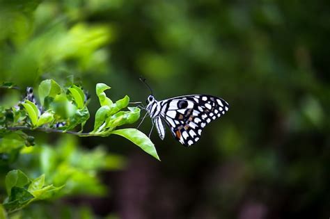 Borboleta Papilio Ou Borboleta Lim O Comum Ou Rabo De Andorinha