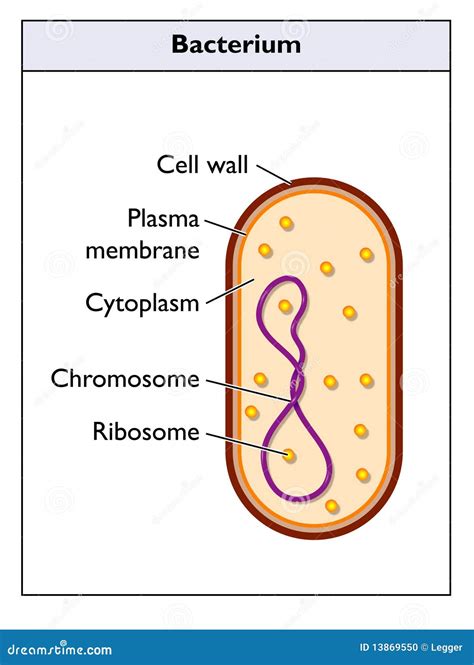 Bacterium Stock Image | CartoonDealer.com #3751339