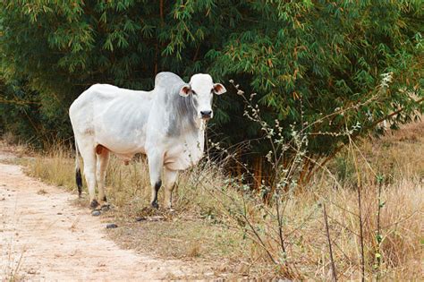 Brazilian Beef Cattle Bull Nellore White Cow Stock Photo Download