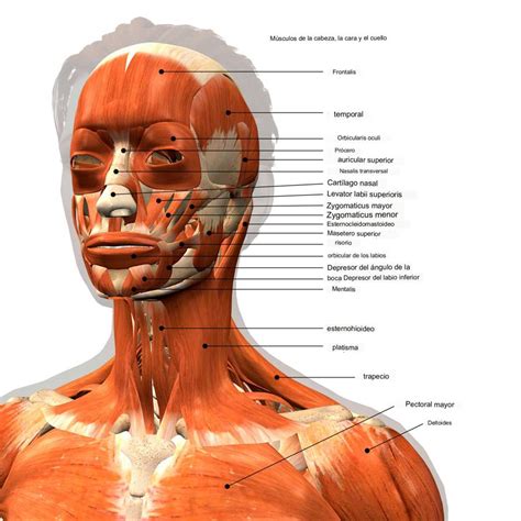 Músculos del cuerpo humano de la cabeza el cuello el tronco los