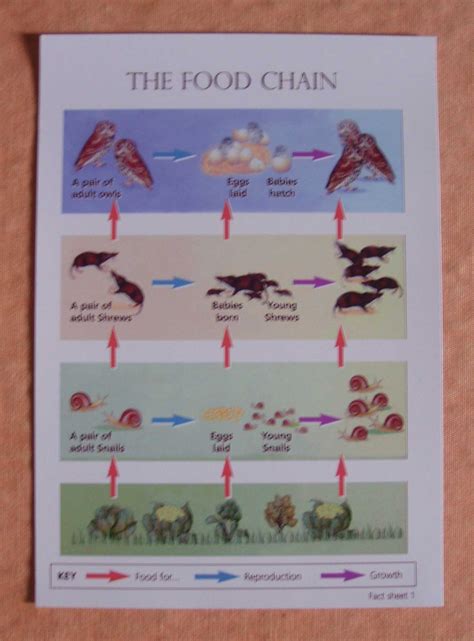 Barn Owl Food Web Sheet