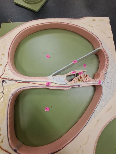 Cross Section Of Cochlea Diagram Quizlet