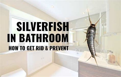 How To Get Rid Of Silverfish In The Bathroom Naturally Once And For All