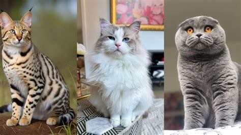 luxurious  expensive cat breeds   world exploring
