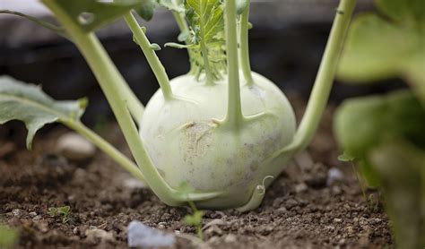 How To Cut Kohlrabi The Right Way With Video Hdmd Knives Blog