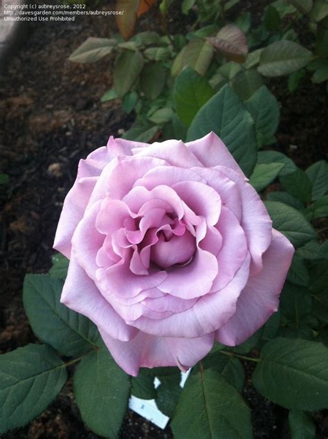 Plantfiles Pictures Hybrid Tea Rose Neptune Rosa By Aubreysrose