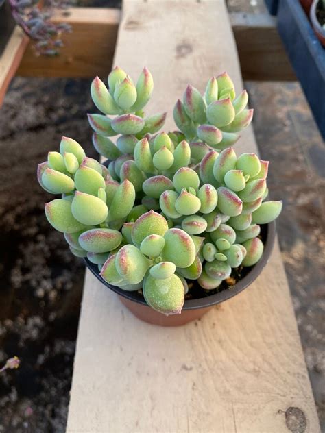 Cotyledon Pendensstring Succulent Plant Fully Rooted In Etsy