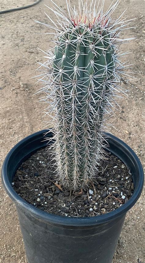 Large False Saguaro Pachycereus Pringlei Etsy