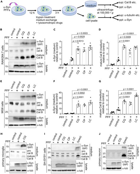 Lysosomal stress drives the release of pathogenic α synuclein from