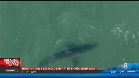 Shark Sightings Prompt Closure Of 2 Southern California Beaches