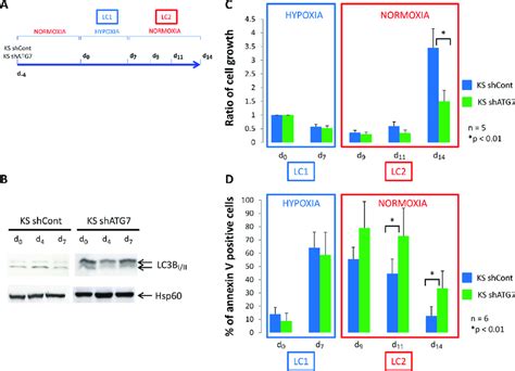 Low Oxygen Concentration Decrease Proliferation Of K562 Cells A K562 Download Scientific