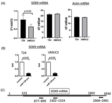 Biomedicines Free Full Text Overexpression Of MicroRNA 138 Affects