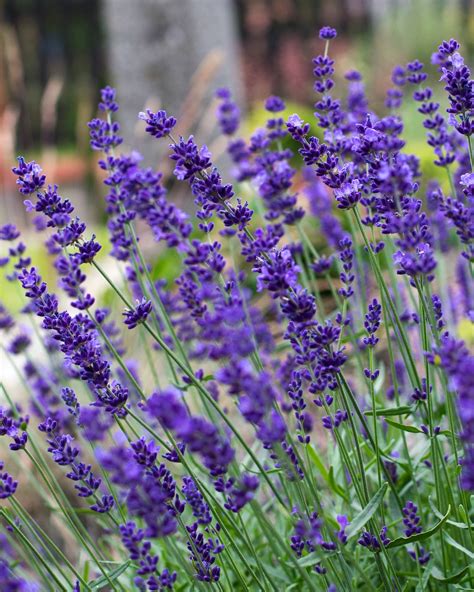 Types Of Lavender For Home Gardens Flower Magazine