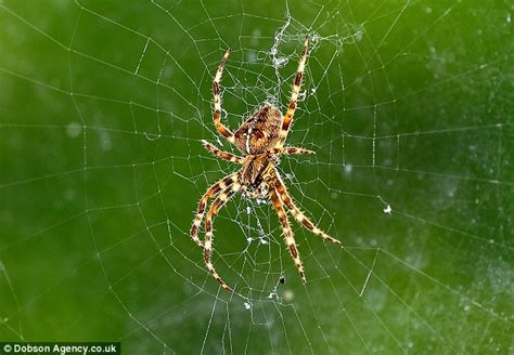 Clusters Of Baby Yellow Spiders Spotted Up And Down The Country Daily