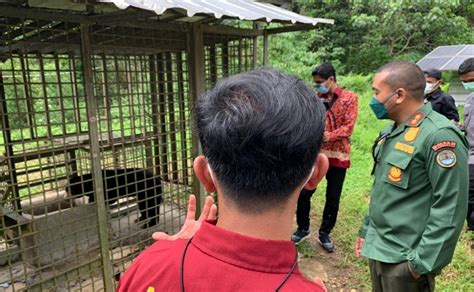 Harimau Sumatera Tertangkap Wagub Audy Harimau Sudah Di Pusat