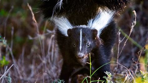 What Does Skunk Poop Look Like: Identification & Pictures