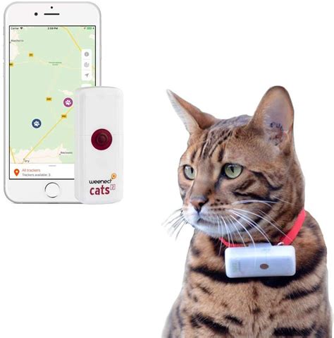 C Mo Elegir Los Mejores Localizadores Gps Para Mascotas