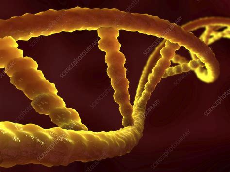 Dna Molecules Illustration Stock Image F025 0532 Science Photo