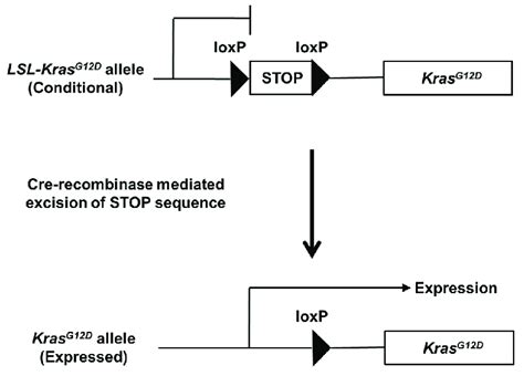 Targeting Endogenous Kras G12d Expression To The Mouse Pancreas