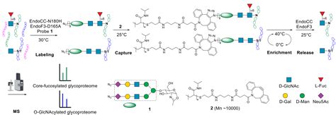 “一石二鸟”策略助力核心岩藻糖基化和o Glcnac糖基化位点的精准解析 X Mol资讯