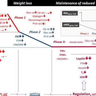 Overview About Metabolic Adaptation With Weight Loss And During